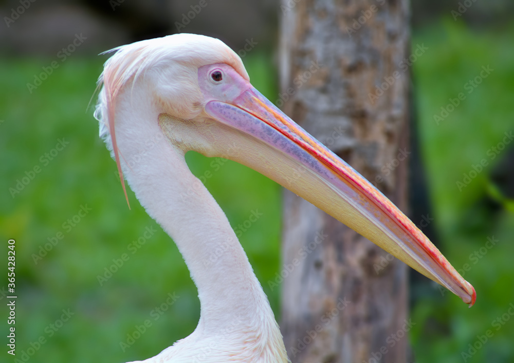 Spot-billed pelican or great white pelican Spot-billed pelican or great white pelican