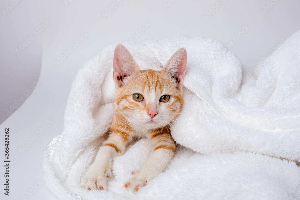 red kitten wrapped in a blanket on a white background