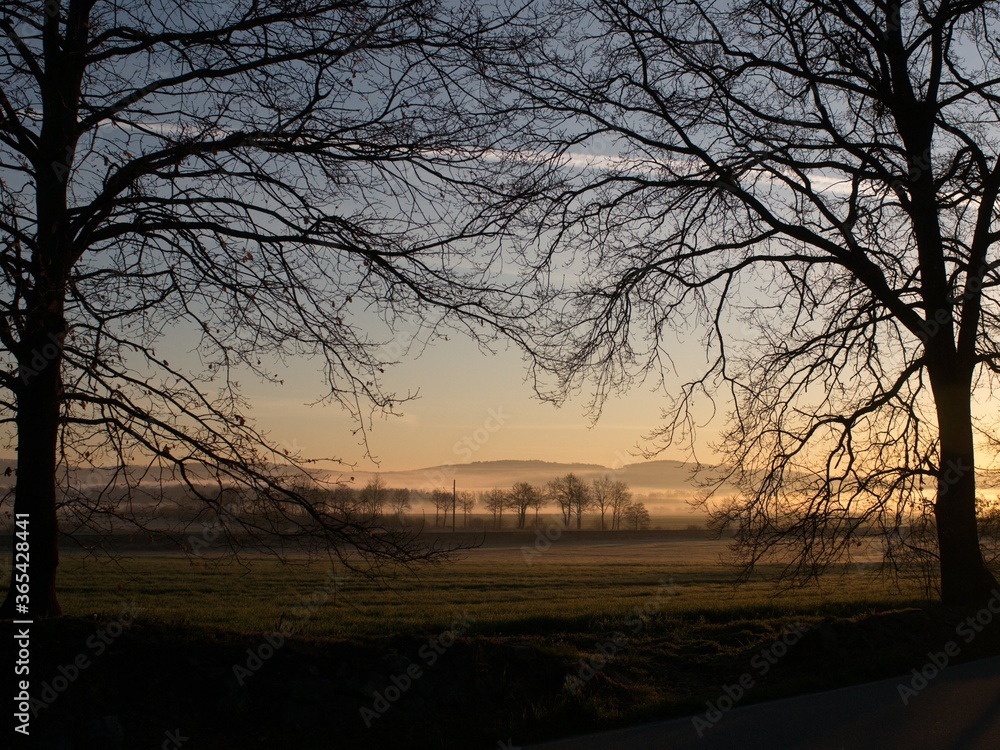trees touching, in the background the sunshine trees touching, in the background the sunshine