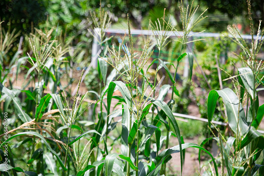 Beautiful corn field Beautiful corn field