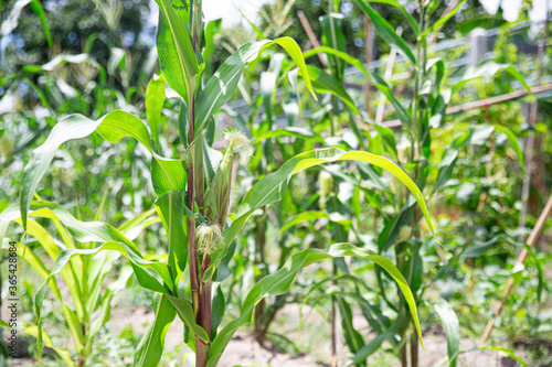 Farming by growing corn and corn plants in the garden.