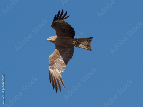 Black kite in flight against a backdrop of blue sky