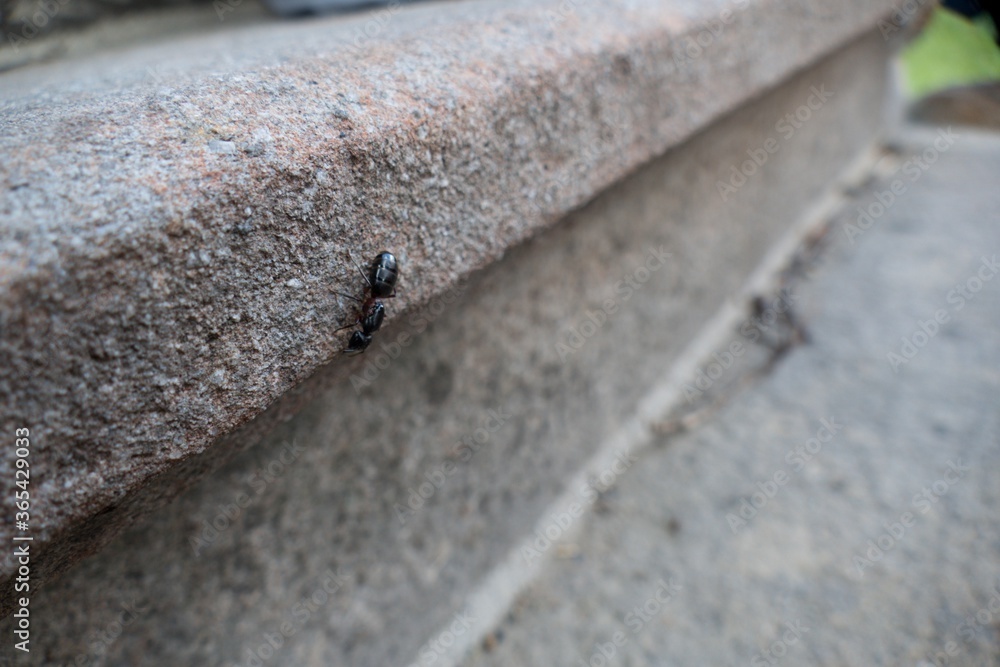 detail of an ant insect detail of an ant insect