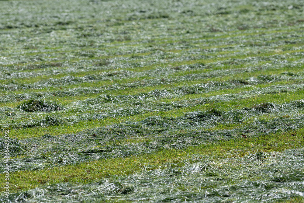 Freshly cut grass on a pasture in the Netherlands.