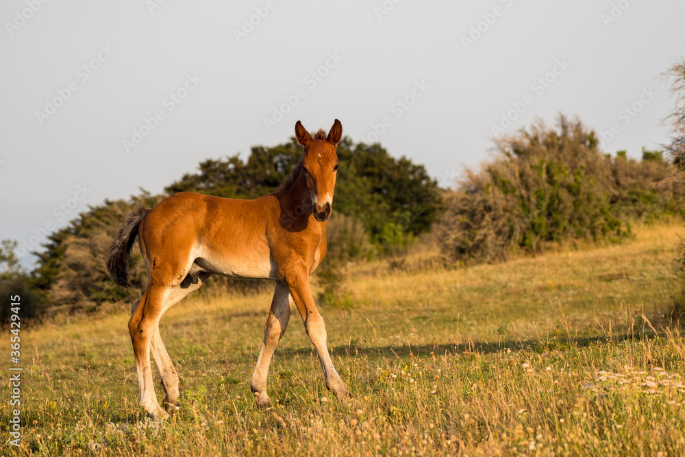 portrait of a free foal in the mountains portrait of a free foal in the mountains