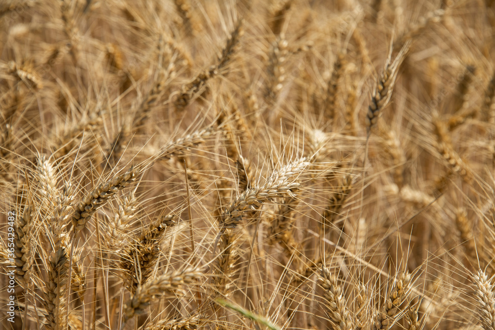Gelbreife Getreideähren auf dem Feld, Makro und selektive Schärfe. Gelbreife Getreideähren auf dem Feld, Makro und selektive Schärfe.