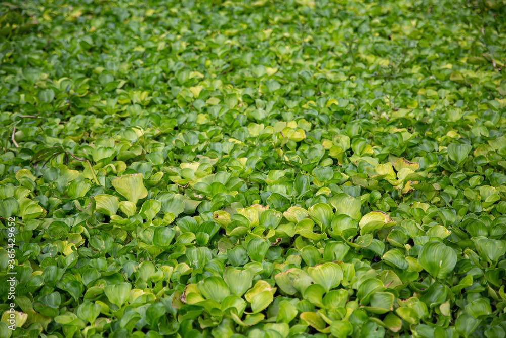 Beautiful water hyacinth in the lake , green wallpaper Beautiful water hyacinth in the lake , green wallpaper