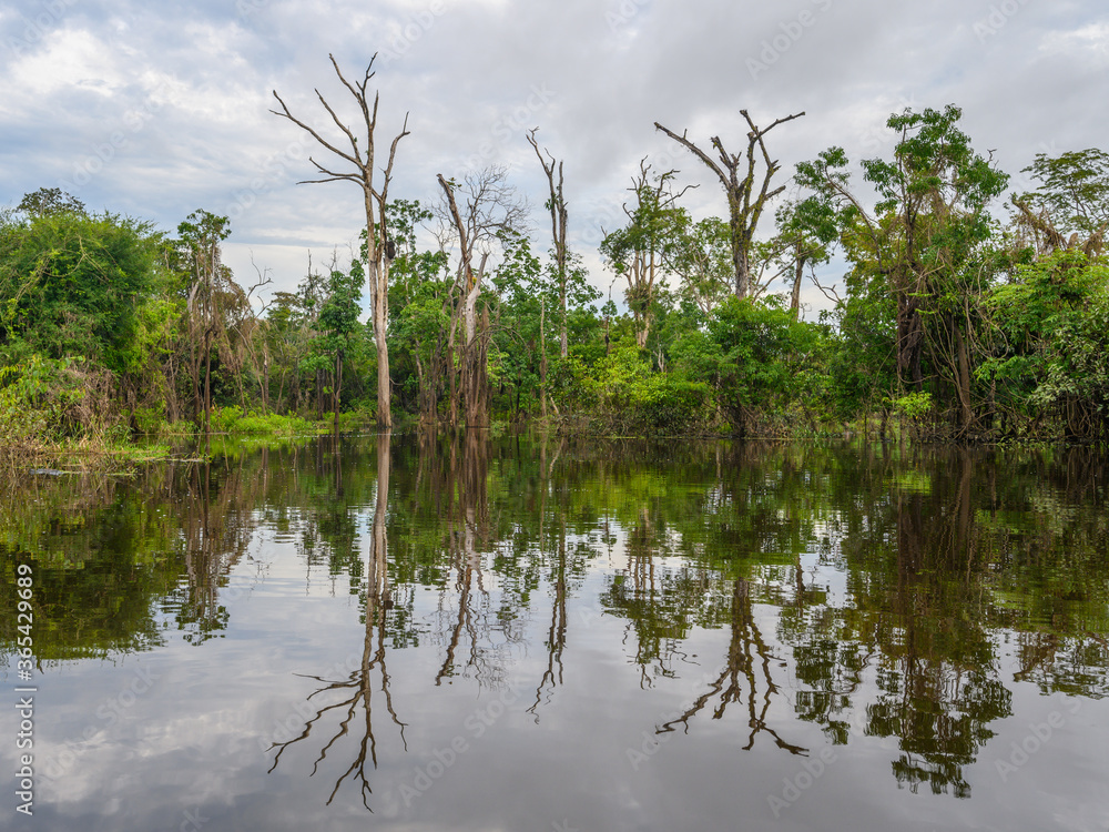 Amazon rain forest in a perfect and lovely sunny day Amazon rain forest in a perfect and lovely sunny day