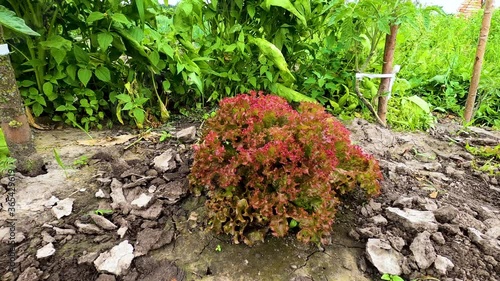 Wind wave big leaves green oaken lettuce in greenhouse. Ecologically clean greenery vegetables. Vegan products