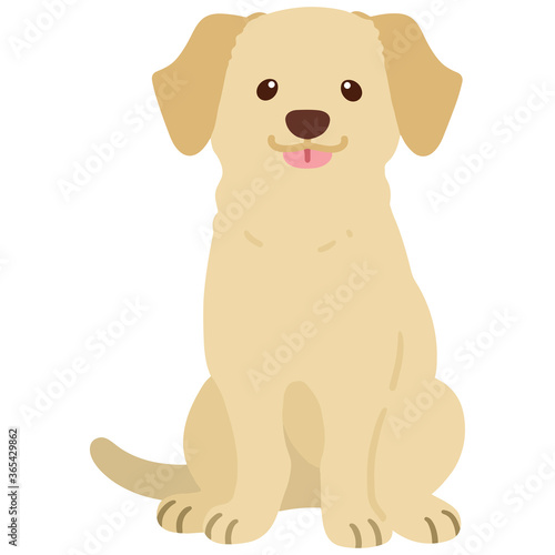 Flat colored cream Labrador sitting front view