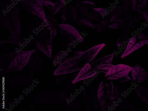 Beautiful abstract color white and pink flowers on dark background and black flower frame and pink leaves texture, pink background, colorful graphics banner happy valentine day 