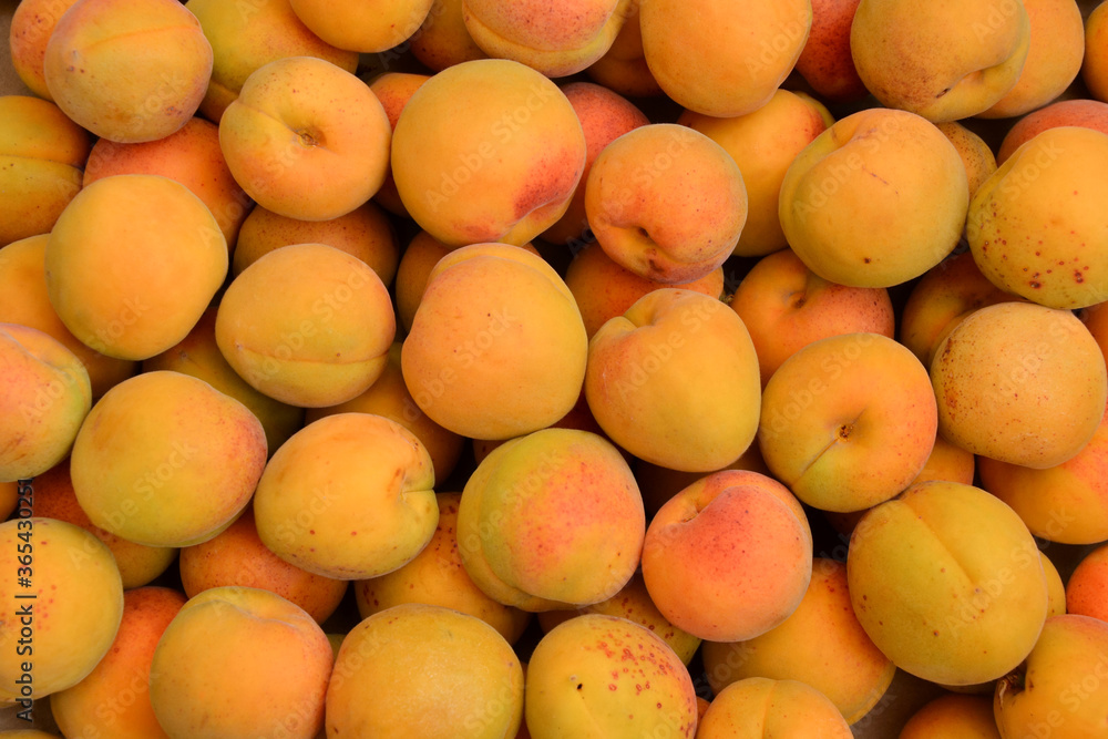 Apricots background. Fresh organic apricot fruits. Countryside garden harvest. Fruit salad, smoothie, pie and jam ingredient.