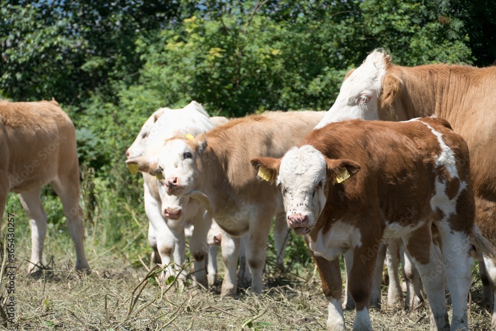 Fototapeta premium herd of cows on a pasture