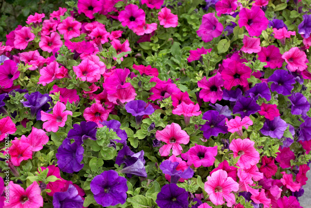 close up on flowered petunia plant