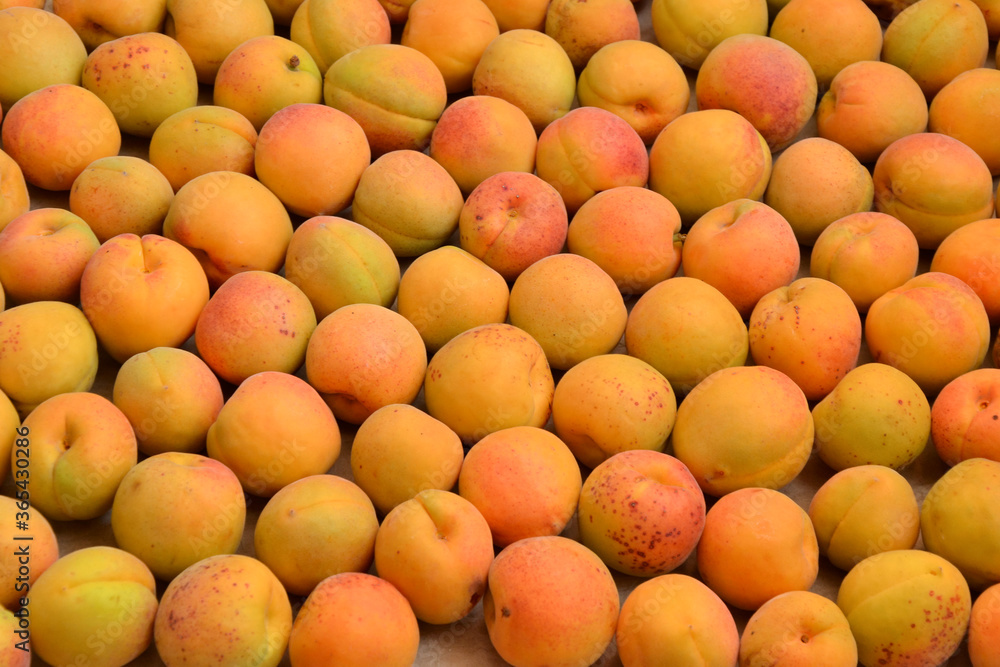 Apricots background. Fresh organic apricot fruits. Countryside garden harvest. Fruit salad, smoothie, pie and jam ingredient. Apricots background. Fresh organic apricot fruits. Countryside garden harvest. Fruit salad, smoothie, pie and jam ingredient.