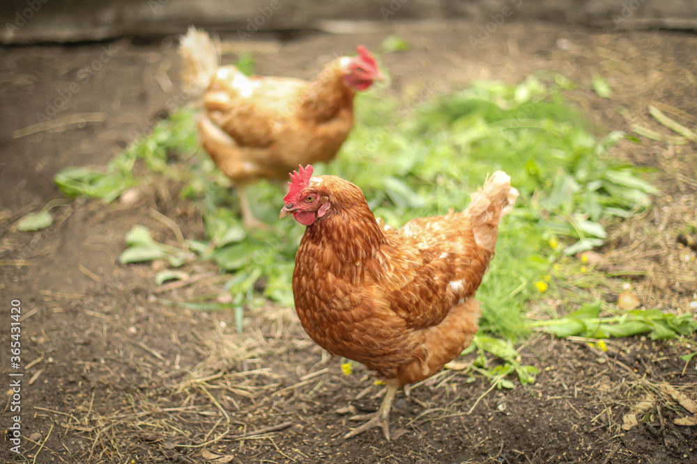 Chickens and a rooster in the coop Chickens and a rooster in the coop