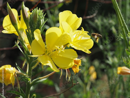 Bienen sammeln den Nektar von der gemeinen Nachtkerze, Oenothera biennis photo