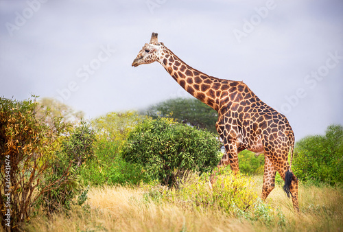 Giraffe in the wildlife reserve on the natural sky  grass  trees background. Outdoor. Kenya  Africa. Copy space.