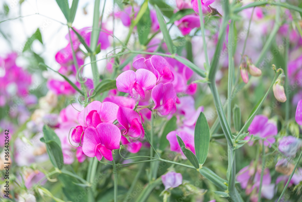 Purple Lathyrus flowers in summer, made with special effect lens Purple Lathyrus flowers in summer, made with special effect lens