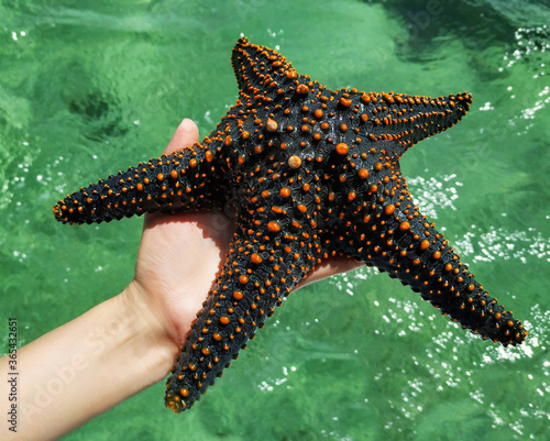 Beautiful starfish is in the palm on a green background of ocean water. Summer time. Kenya, Africa. photo