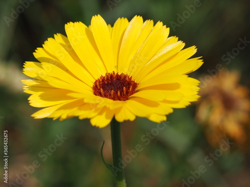 Ringelblume  Calendula officinalis  im Regen und in der Sonne