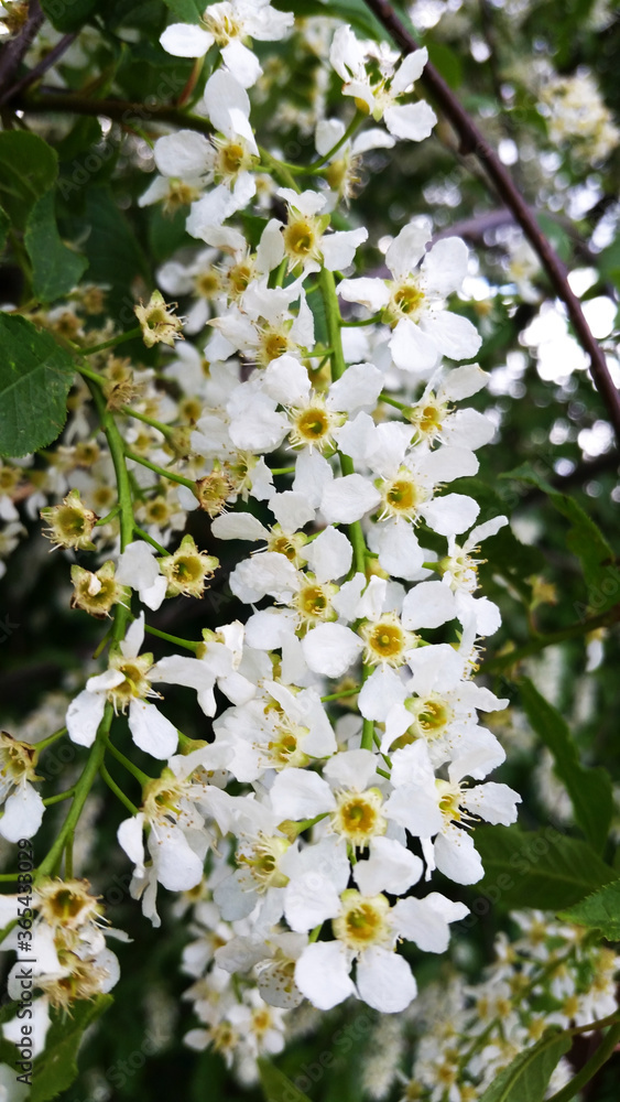Blossoming branch of a bird cherry in the summer. Cherry blossom. Bird cherry. Blossoming branch of a bird cherry in the summer. Cherry blossom. Bird cherry.