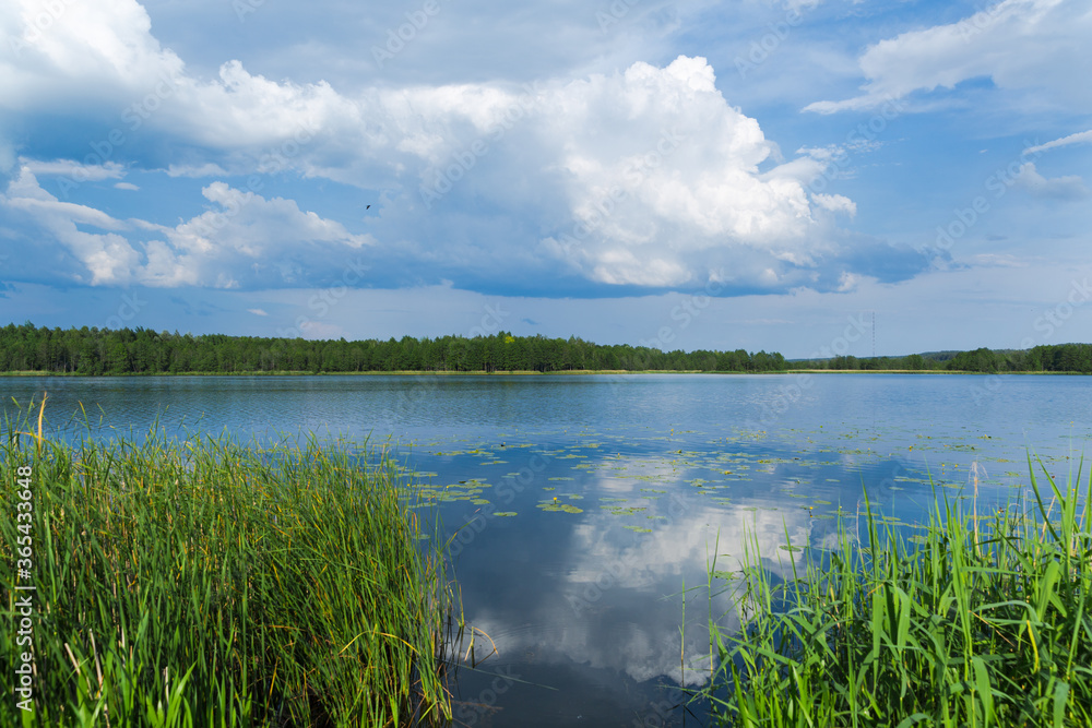 Clear blue water, reeds and grass along the shore, water lilies on the water. White clouds reflect in water. Summer holidays and travels in Belarus.
