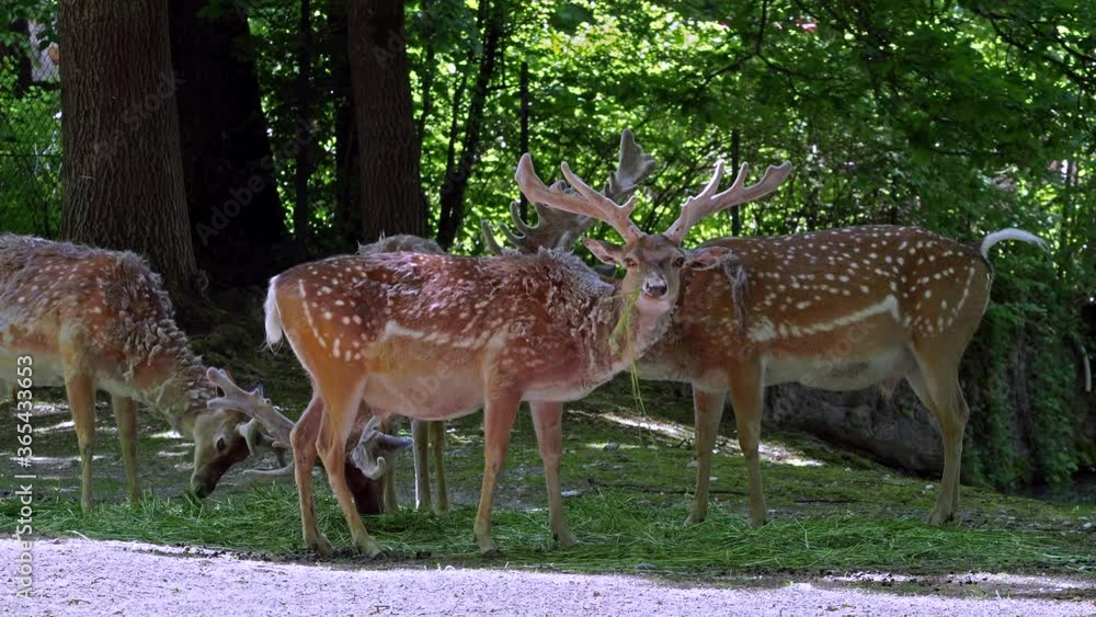 The fallow deer, Dama mesopotamica is a ruminant mammal belonging to the family Cervidae.
