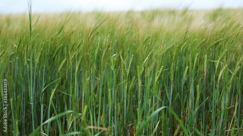 Tall ears of wheat on a field Tall ears of wheat on a field