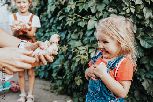 Obraz na plátně The little girl laughs cheerfully and touches the little yellow chicken on the farm