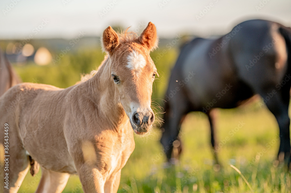 Obraz premium Ładny mały uroczy koń źrebię w zachód słońca na łące. Puszysta, piękna, zdrowa klaczka.