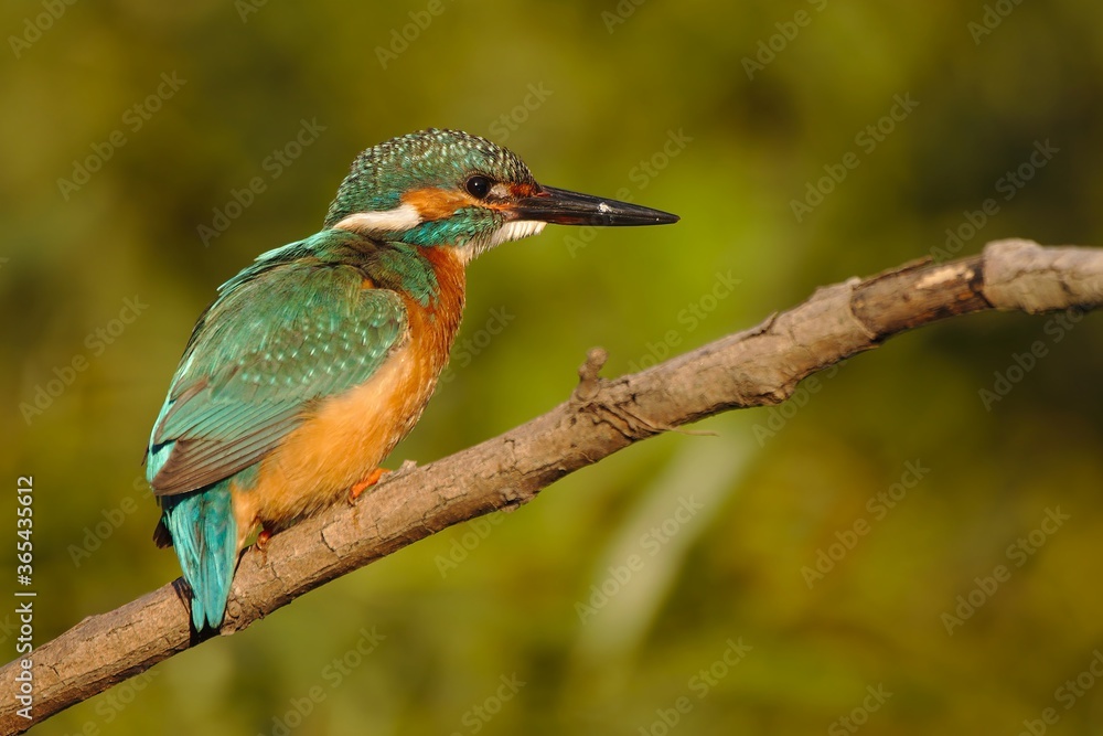 Fototapeta premium Common kingfisher on branch looking at his partner in distance. Alcedo atthis.