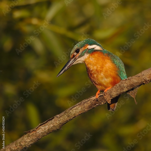 Common kingfisher on branch looking for a pray at summer evening. Alcedo atthis.