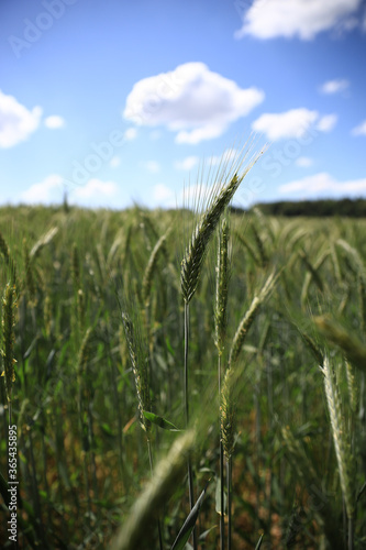 Wheat field on a farmland with blue sky in the background