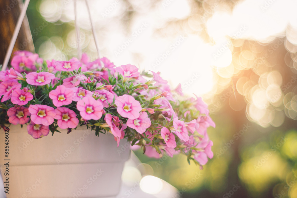 Baskets of hanging petunia flowers with empty space for text. Blured bokeh background with sunshine.