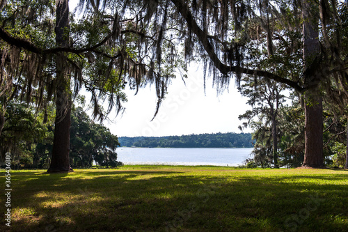 The beautiful Mc clay state park Florida and curious Tillandsia, spanish moss background blue sky.