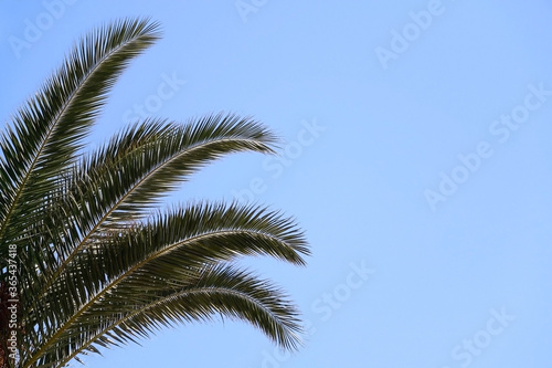 Palm tree leaves and bright blue sky. 