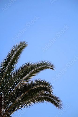 Palm tree leaves and bright blue sky. 