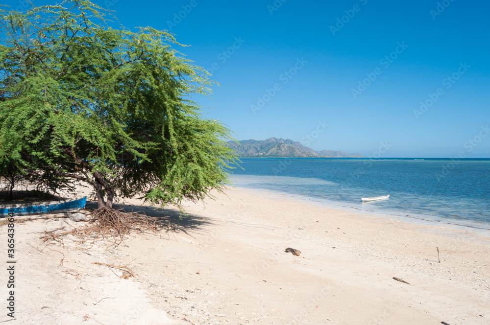 tropical beach with mangrove trees with beautiful view in East Timor (Timor Leste)