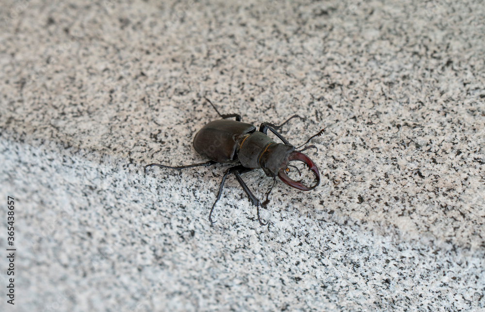 Stag beetle on the stone 