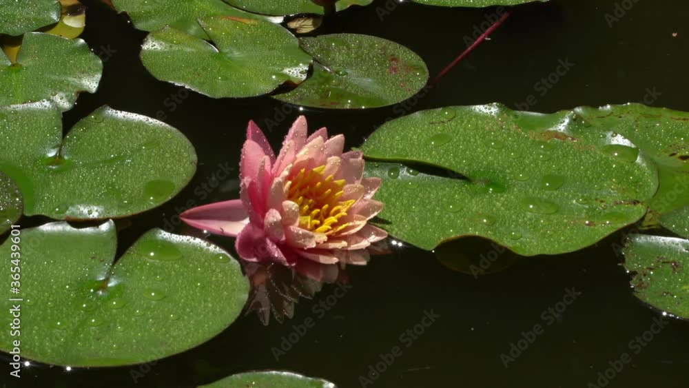 Beautiful large flowers of pink water lily Perry's Orange Sunset against background of large green leaves. Magic pond in landscaped garden. Pink water lilies or lotus flowers in beautiful garden pond. Beautiful large flowers of pink water lily Perry's Orange Sunset against background of large green leaves. Magic pond in landscaped garden. Pink water lilies or lotus flowers in beautiful garden pond.