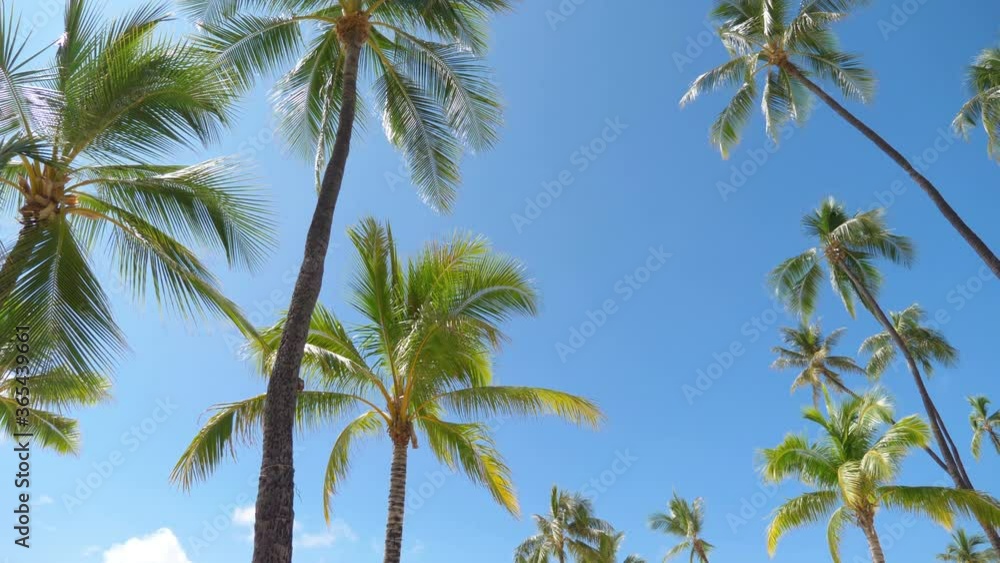 Palm trees background in 4k slow motion 60fps Palm trees background in 4k slow motion 60fps