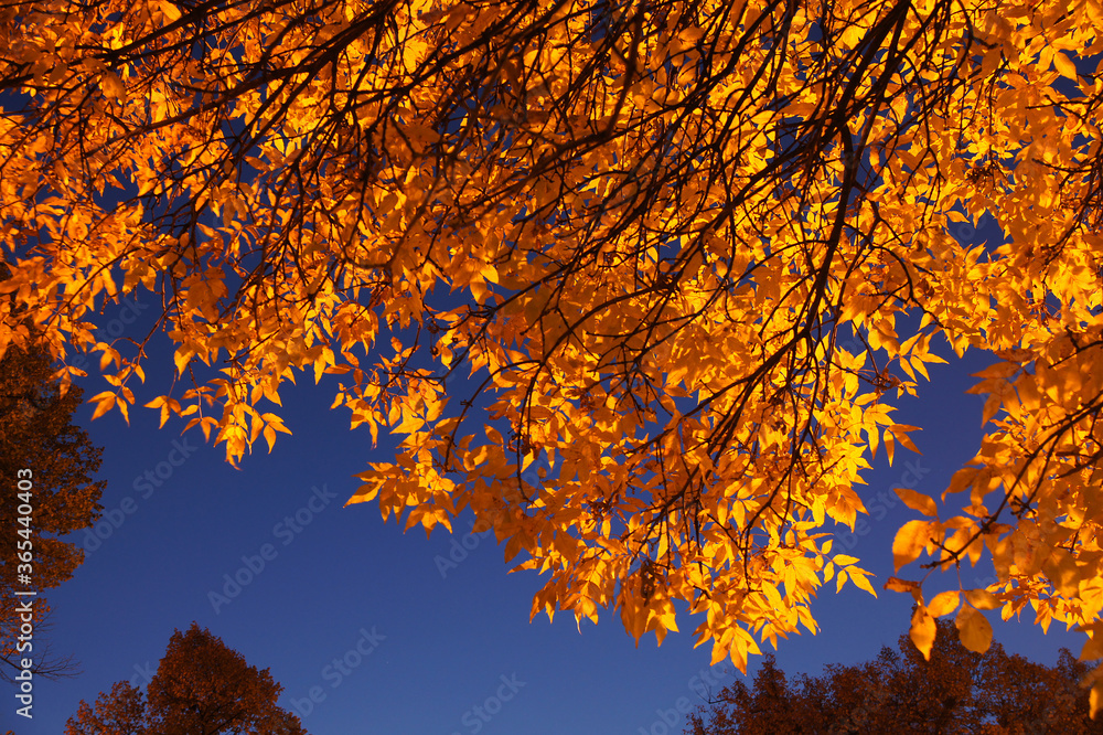 Gold autumn leves on dark blue sky background. Silent and peacefull autumn evening for walk or contemplation. Gold autumn leves on dark blue sky background. Silent and peacefull autumn evening for walk or contemplation.
