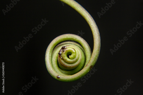 The tendrill of plants is gradually finding handles.	