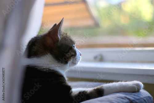 Domestic cat sitting by the window and loooking outside. Selective focus. photo