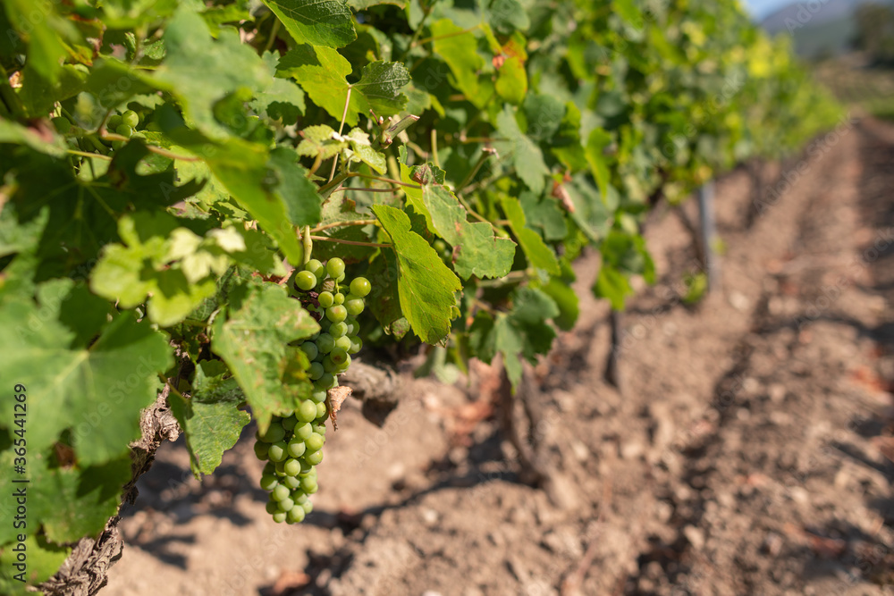 Grapes starting to ripen, on plants in the vineyards of Patrimonio. Famous wine producing area in the north of Corsica. Grapes starting to ripen, on plants in the vineyards of Patrimonio. Famous wine producing area in the north of Corsica.