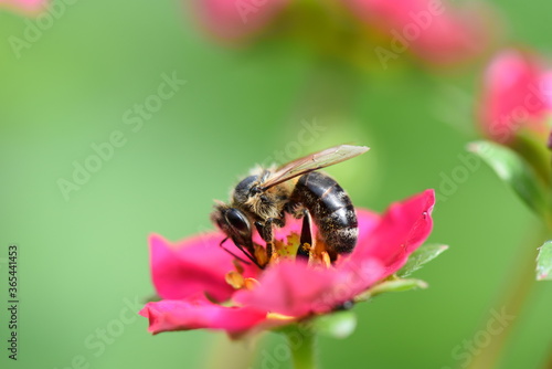 Biene Sammelt Nektar auf einer pinken Blüte der Erdbeer Pflanze © helenii_photography