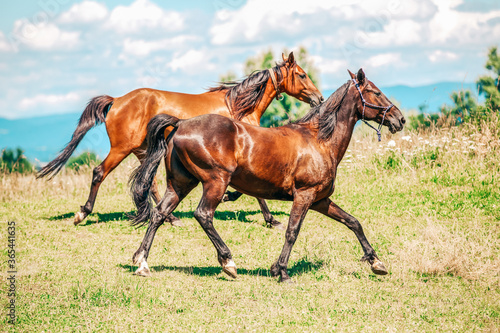Two trotter horses runs over a meadow