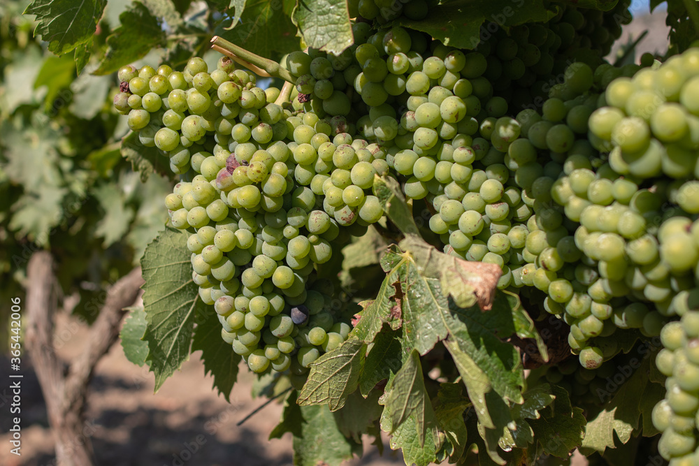 Grapes starting to ripen, on plants in the vineyards of Patrimonio. Famous wine producing area in the north of Corsica.