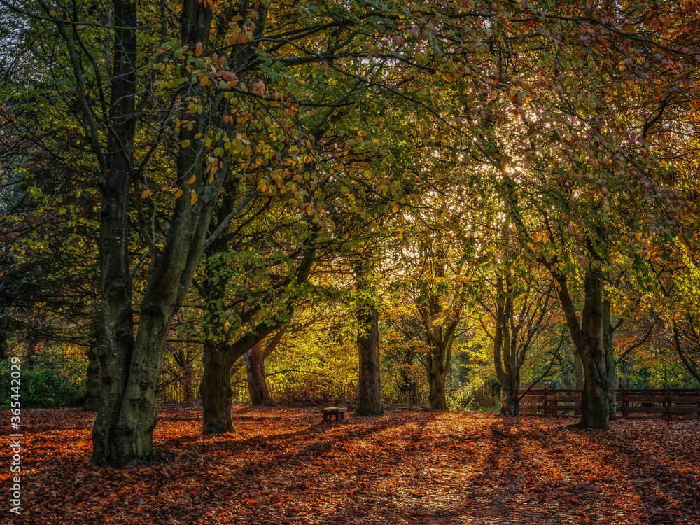 Warm Autumn sunlight filters through colourful Fall foliage in a wood of beech trees, casting long shadows over the fallen leaves on the forest floor.
